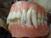 GW_teeth.jpg (28532 バイト)